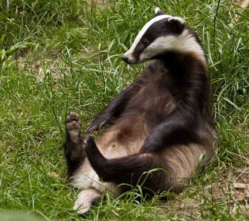 Funny+Badger1.jpg