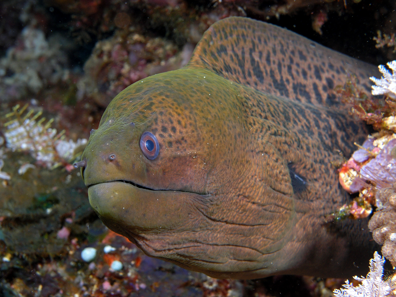 Moray_eel_komodo.jpg