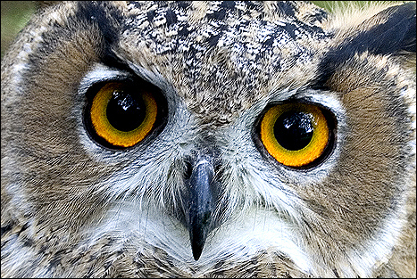 european_owl_2_467x313.jpg