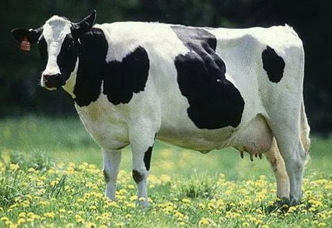 hybrid-cow-500x500.jpg