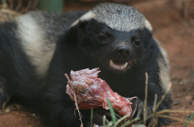 ratel-psychopathe-savanes.jpg