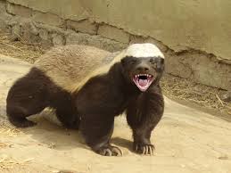 honey-badger.jpg