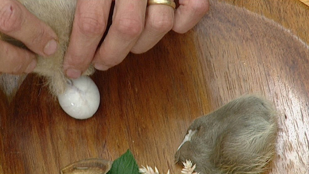 paul-burrell-testicles.jpg