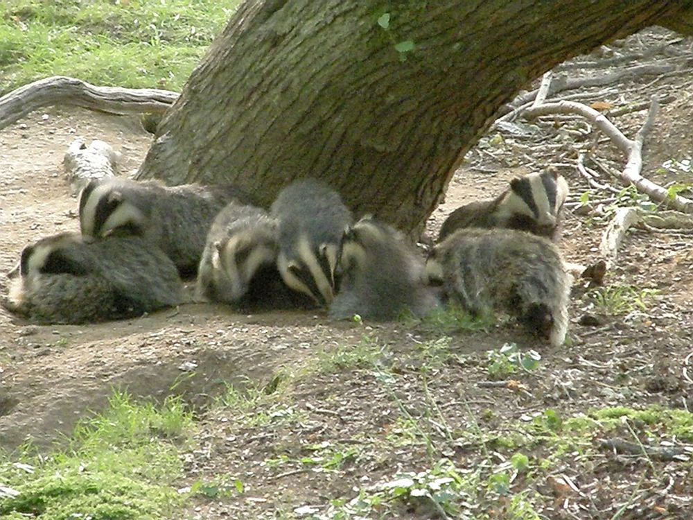 barrelful-of-badgers.jpg