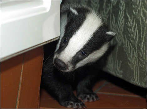 fugitive-badger.jpg