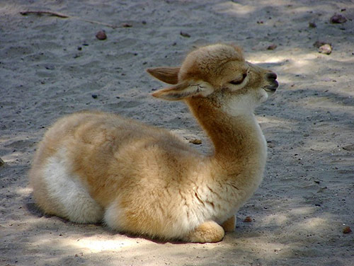 8-cute-animals.jpg