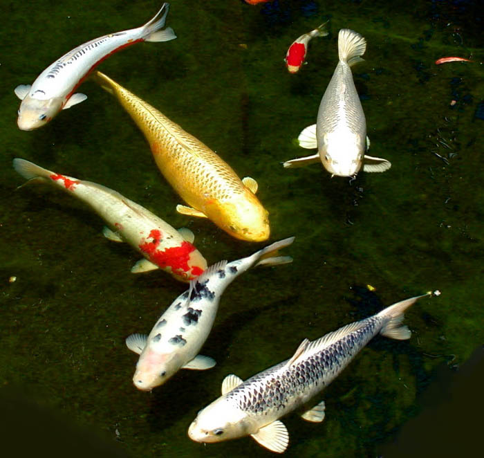Six_koi.jpg
