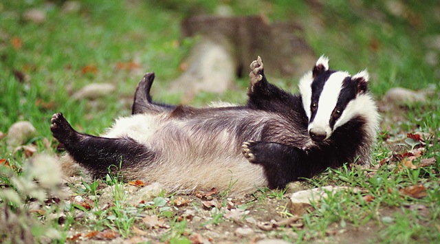 funny_badger_by_terrie_badger-d7scf8s.jpg