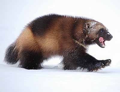 wolverine-white-snow.jpg