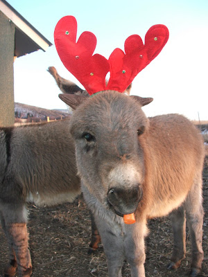 DonkeyXmas%20013.JPG