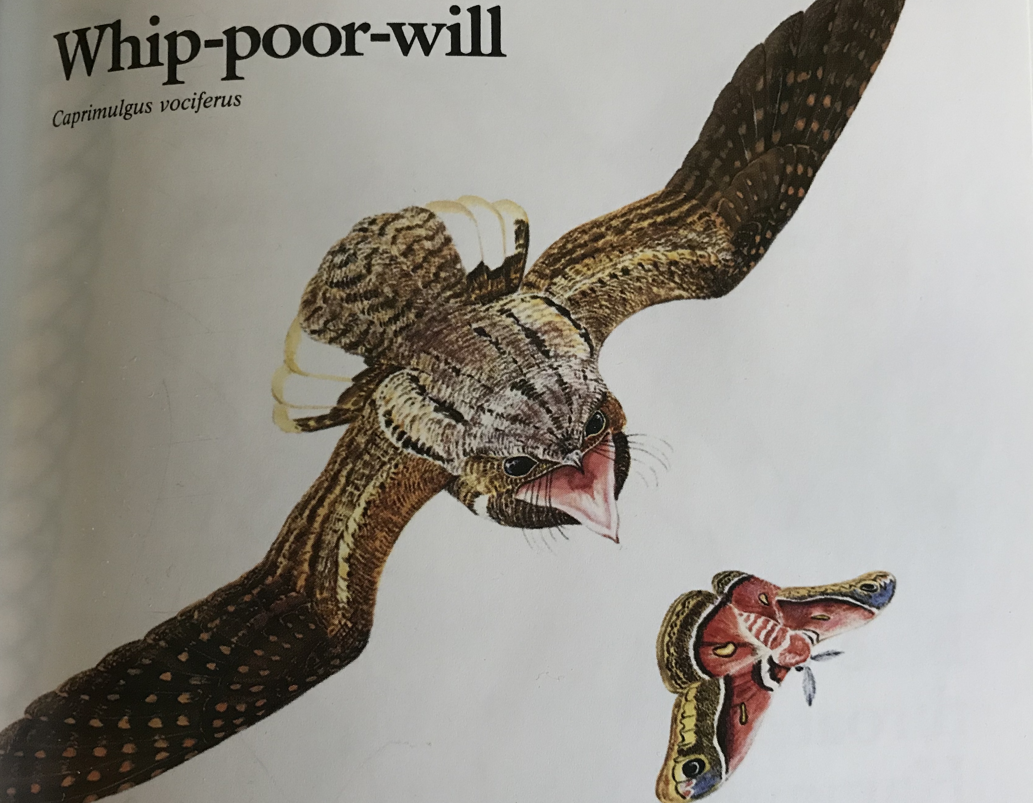 whippoorwill.jpg