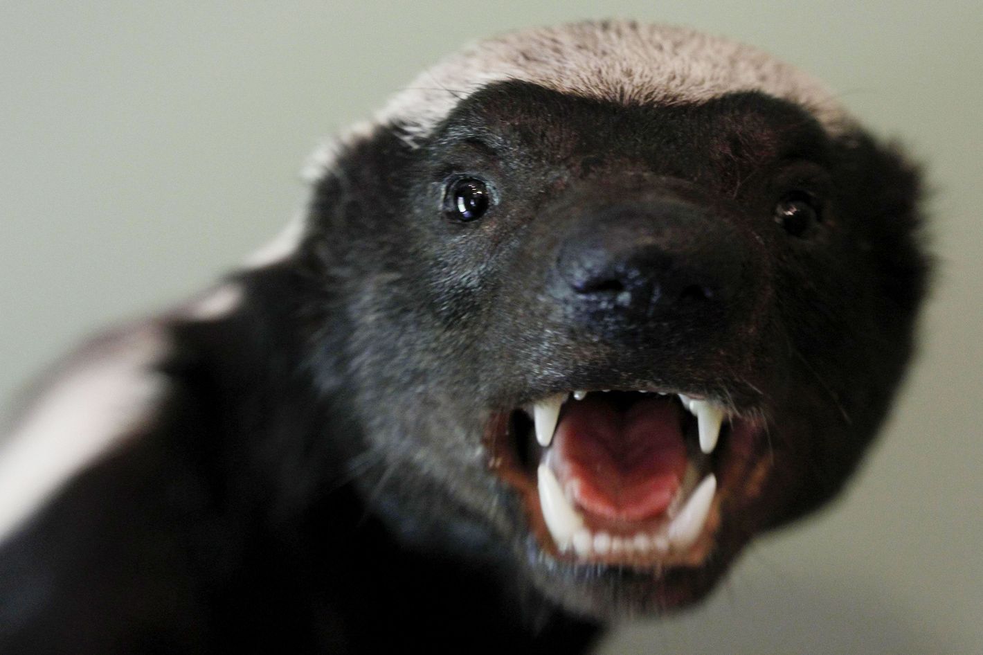 18-honey-badger-teeth.w710.h473.2x.jpg