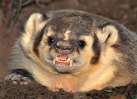 angry-badger.jpg