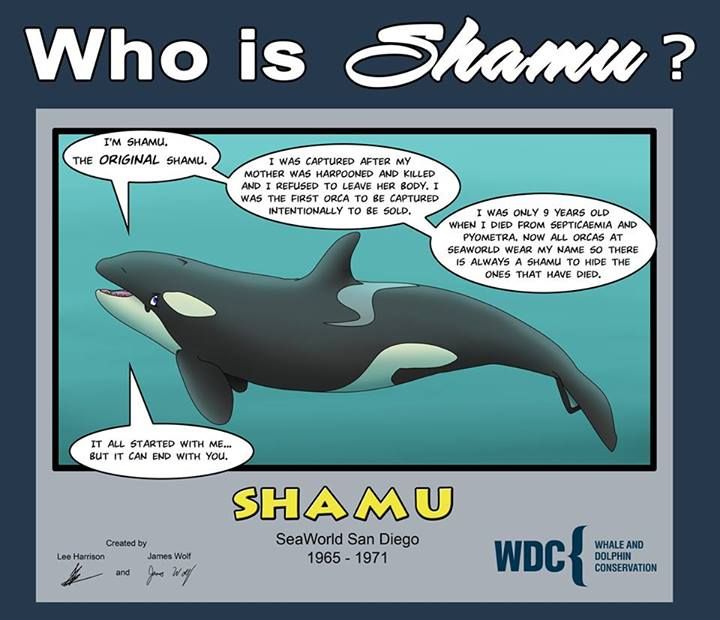 shamu.jpg