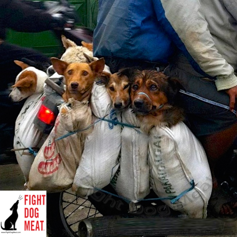 www.FightDogMeat.com-3125.jpg