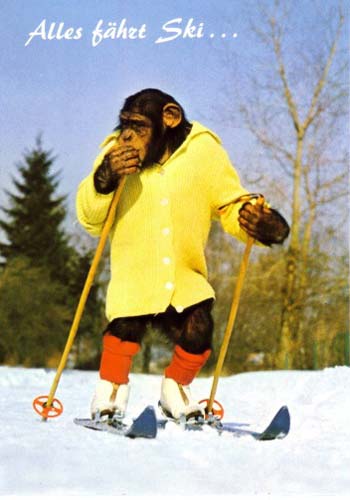 ski-chimp.jpg