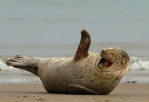 Seal-Laughing-300x205.jpg