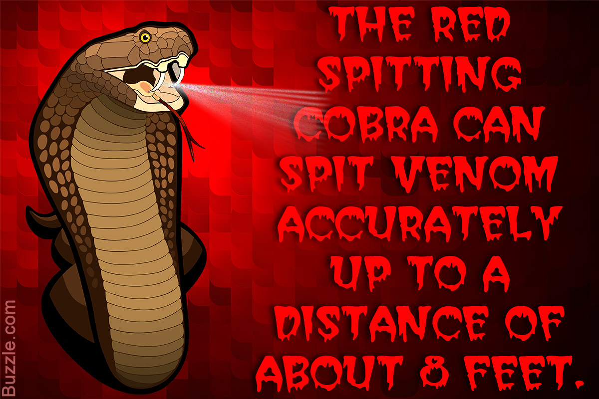 1200-597589-facts-about-the-red-spitting-cobra.jpg