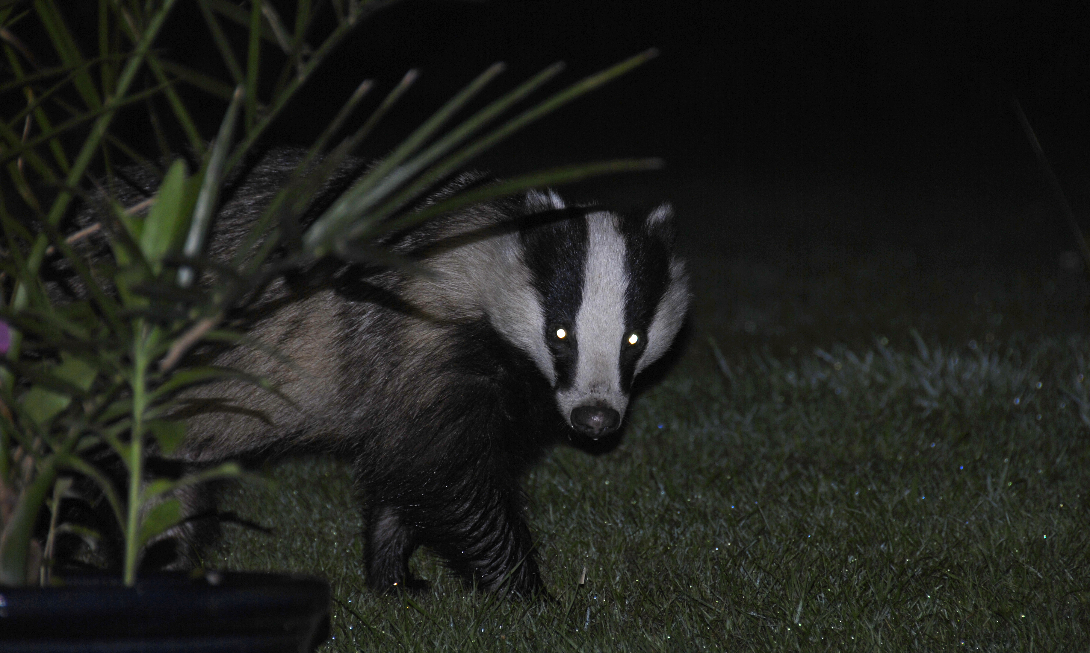 Badger_in_the_dark_with_reflecting_eyes.jpg