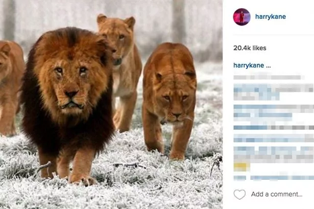Harry-Kane-Lion-instagram-post.jpg