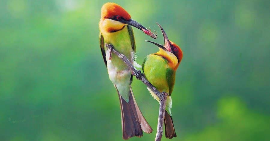 Mother+Bird+feeding+her+baby.jpg
