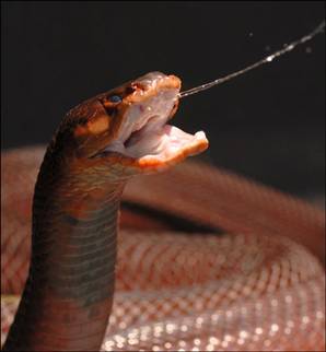 red-spitting-cobra.jpeg