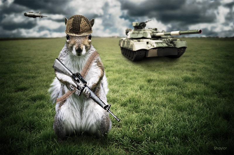 army_squirrel_by_shaylor-d63nbhp.jpg