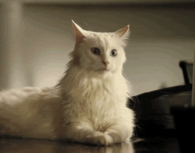Cat-Scans-The-Room-With-Its-Radar-Ears.gif