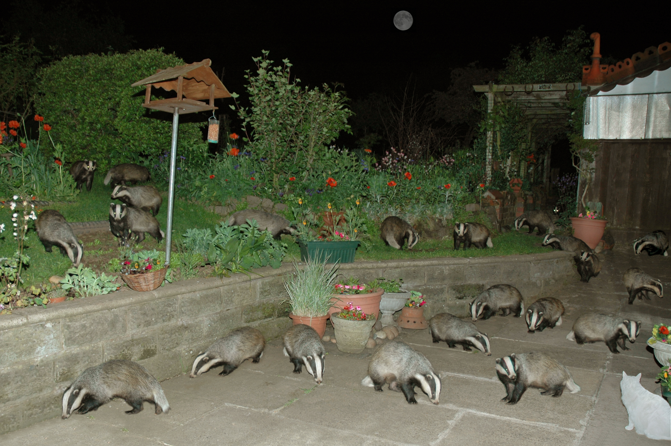 badgers.jpg