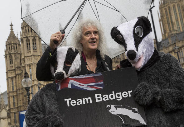 queen-brian-may-badger-cull-national-tragedy-1066866.jpg