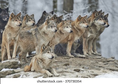 pack-wolves-snow-260nw-370730354.jpg