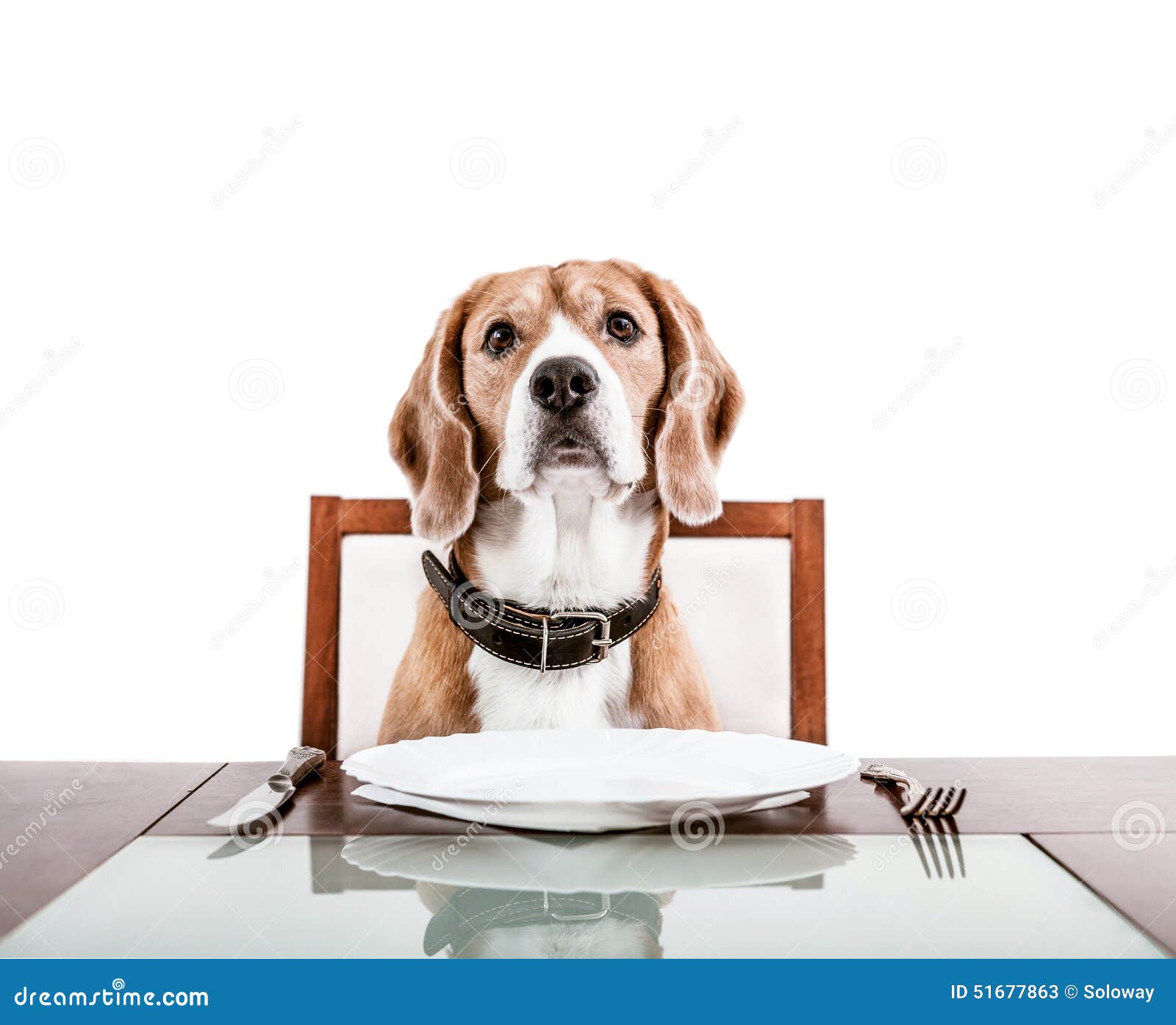 dog-waiting-dinner-served-table-51677863.jpg